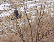 Coopers Hawk